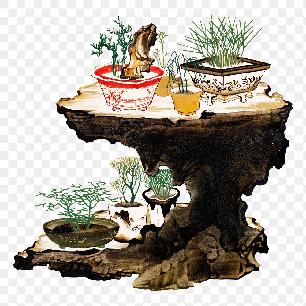 Bonsai png on transparent background.   Remastered by rawpixel. 