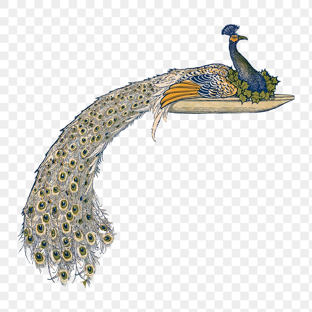 Peacock png on a plate, vintage illustration, transparent background.  Remastered by rawpixel