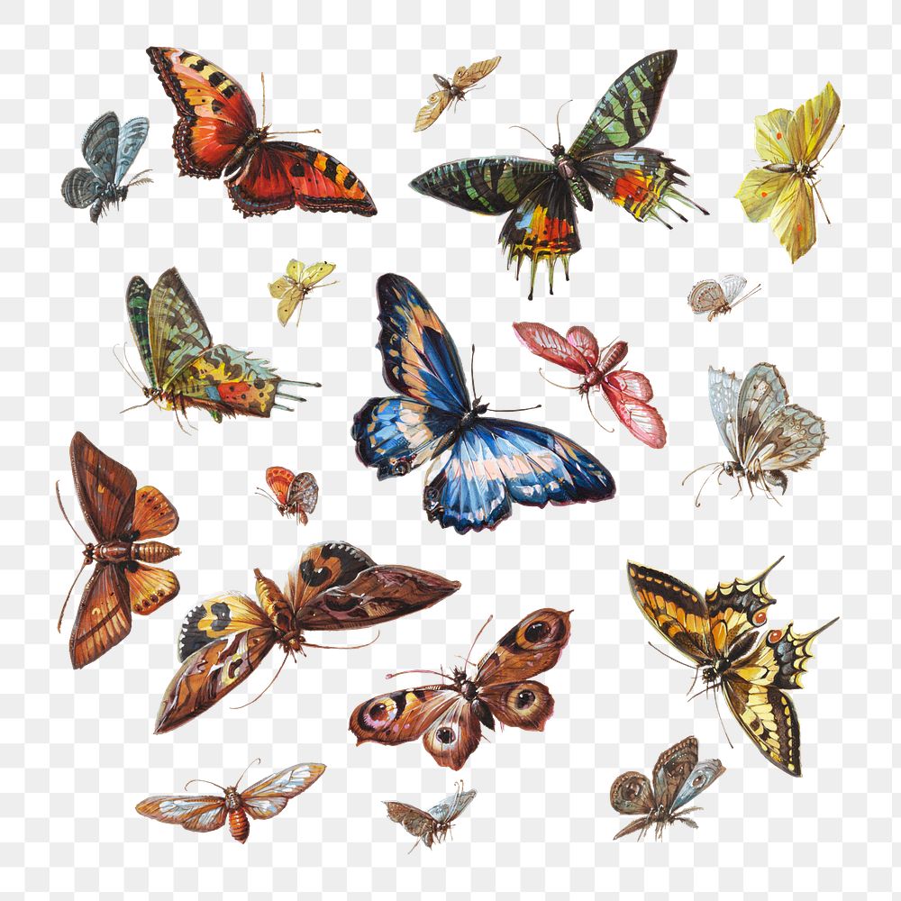 Aesthetic butterflies and moths png on transparent background.   Remastered by rawpixel
