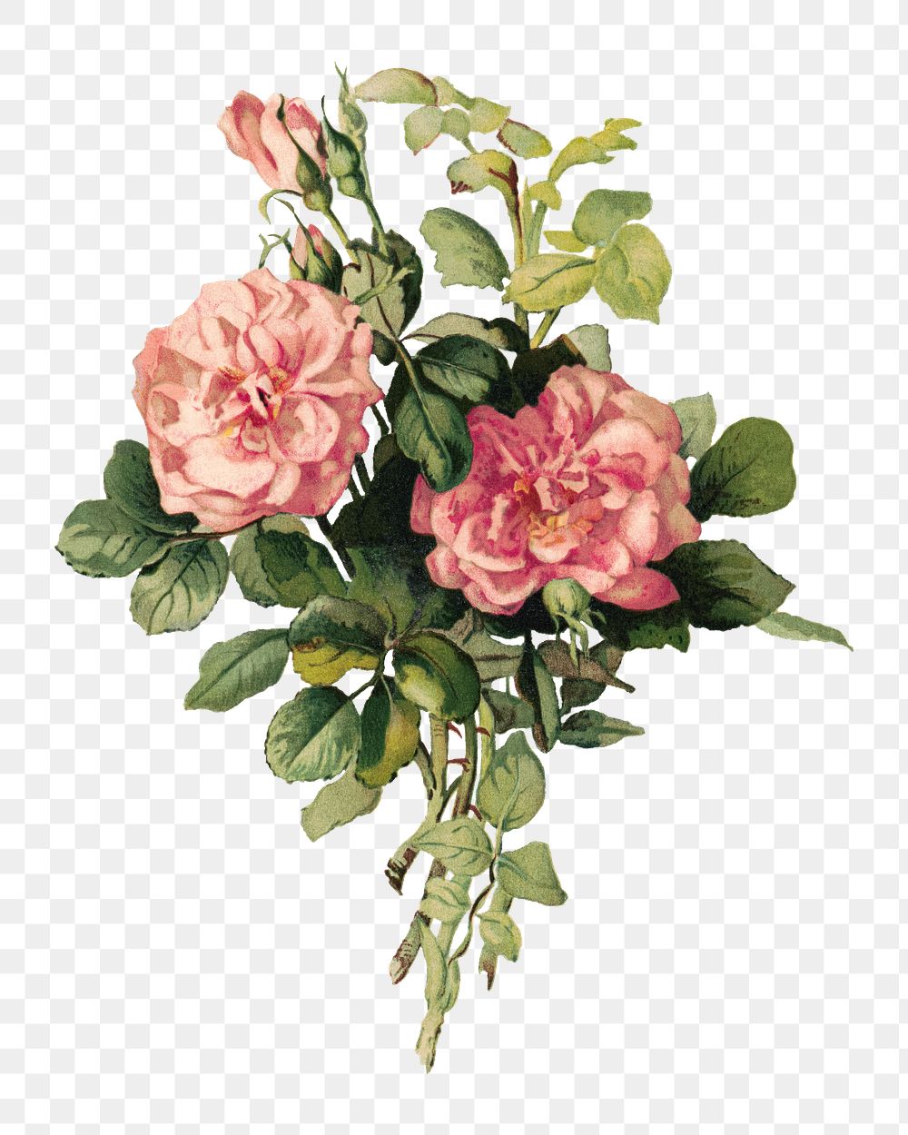 Aesthetic blush roses png on transparent background.   Remastered by rawpixel