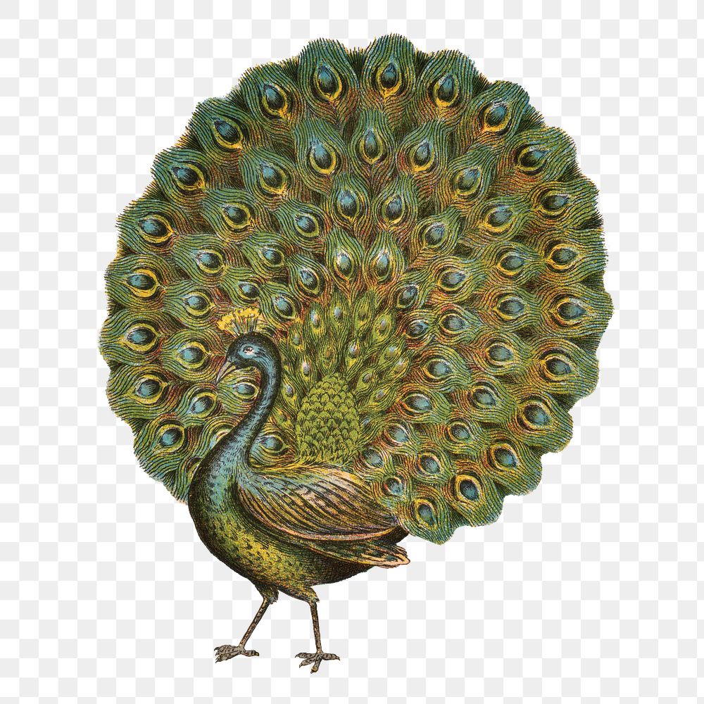 Aesthetic peacock png on transparent background.   Remastered by rawpixel