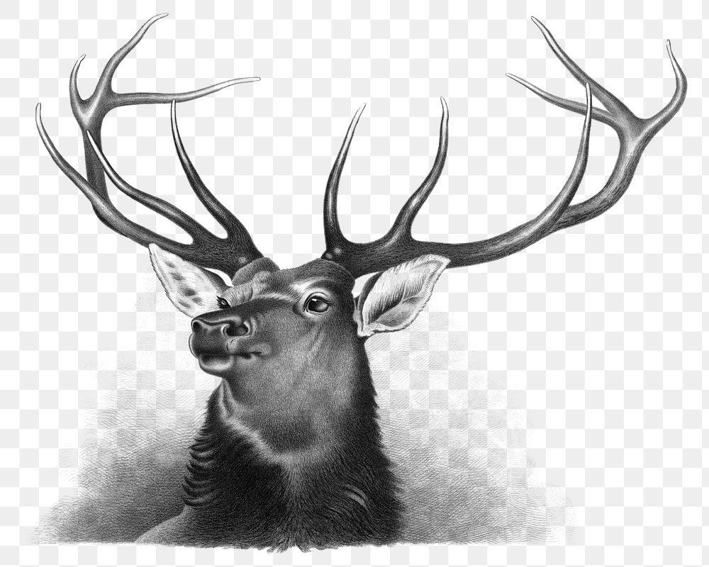 Aesthetic elk  png on transparent background.   Remastered by rawpixel