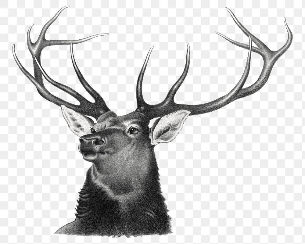 Aesthetic elk  png on transparent background.   Remastered by rawpixel