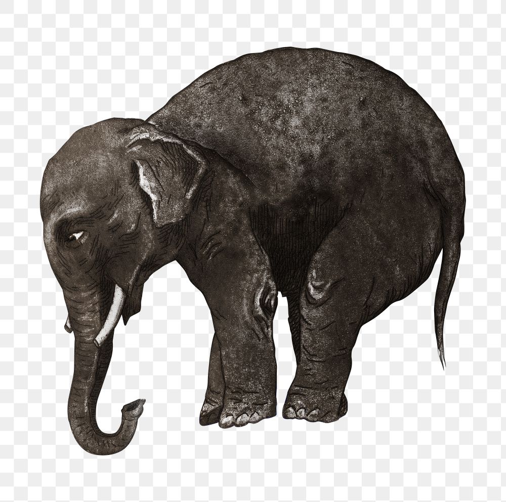 Aesthetic elephant png on transparent background.  Remastered by rawpixel