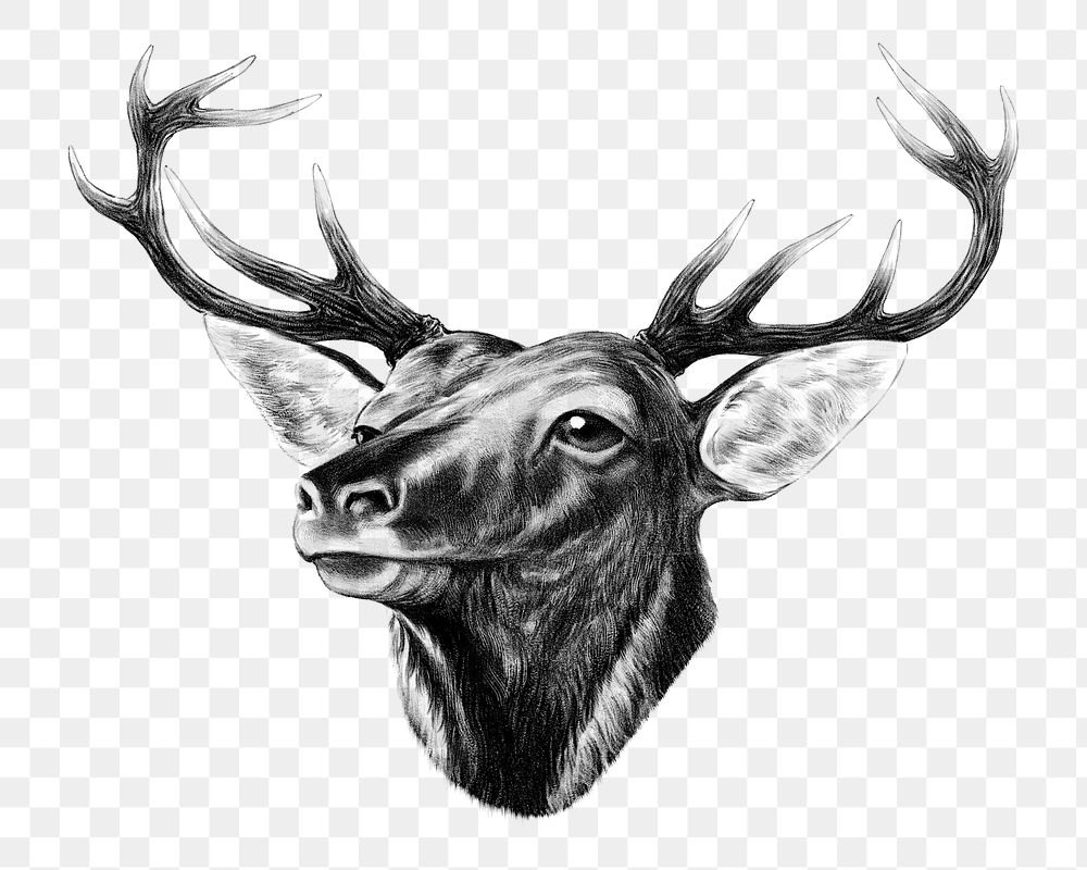 Aesthetic elk head png on transparent background.   Remastered by rawpixel