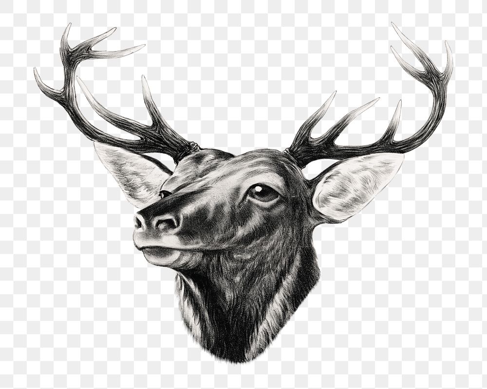 Aesthetic elk head png on transparent background.   Remastered by rawpixel