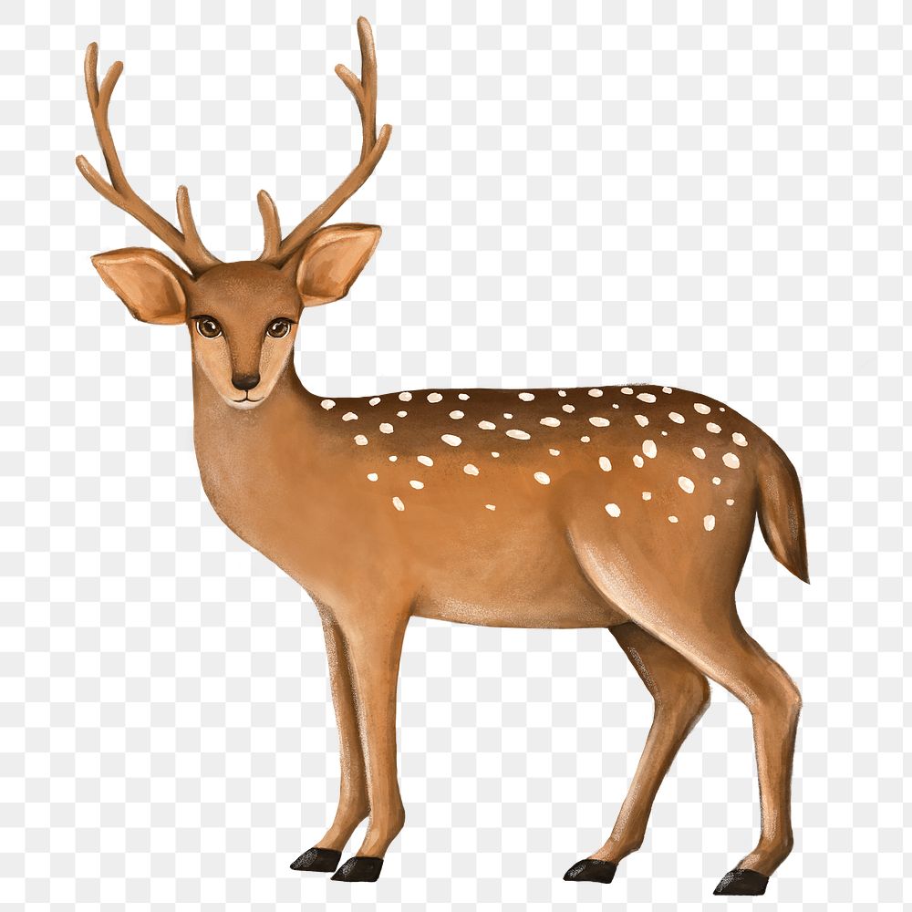 Deer png sticker, cute animal illustration, transparent background