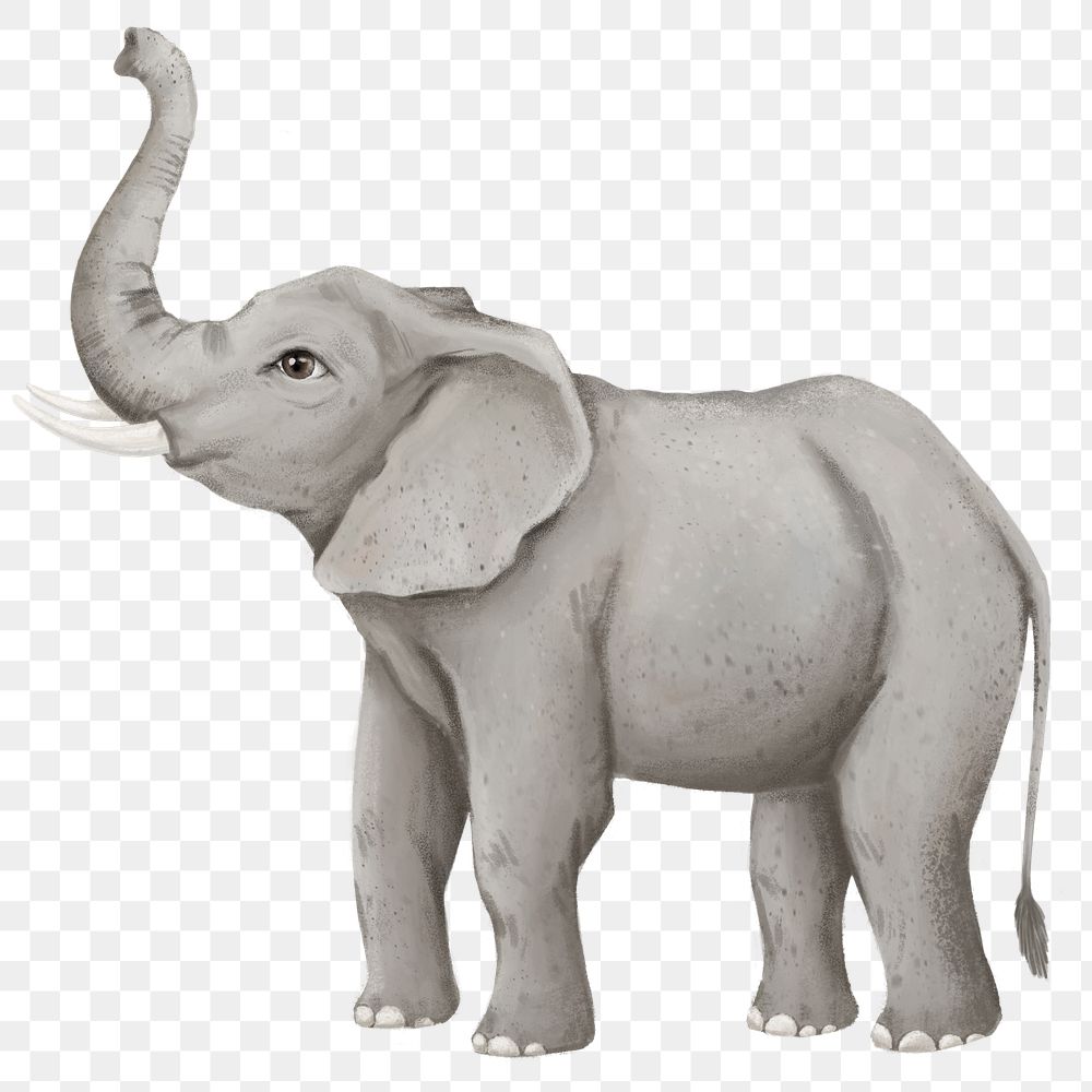 Elephant png sticker, cute animal illustration, transparent background
