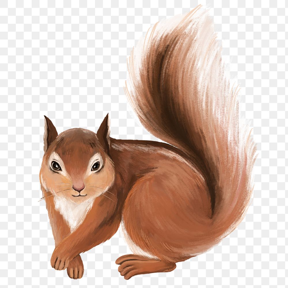 Squirrel png sticker, cute animal illustration, transparent background