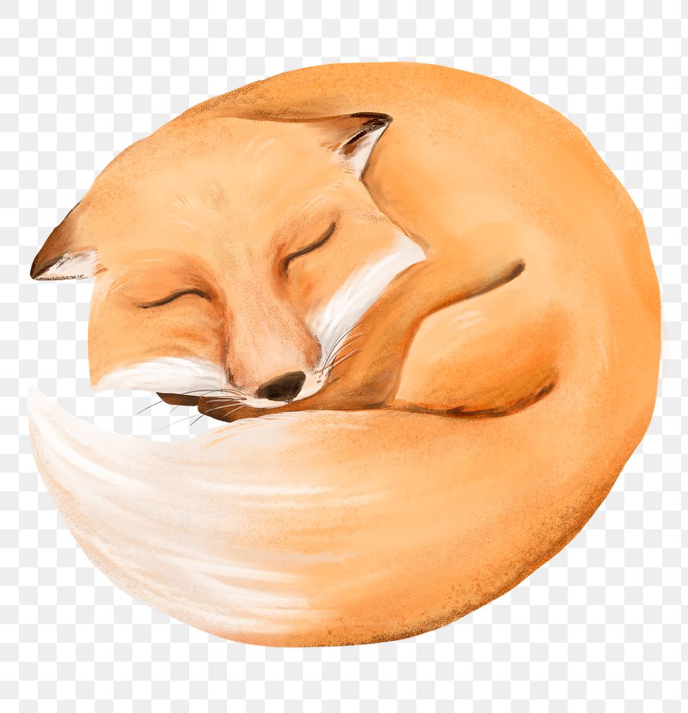 Sleeping fox png sticker, cute animal illustration, transparent background