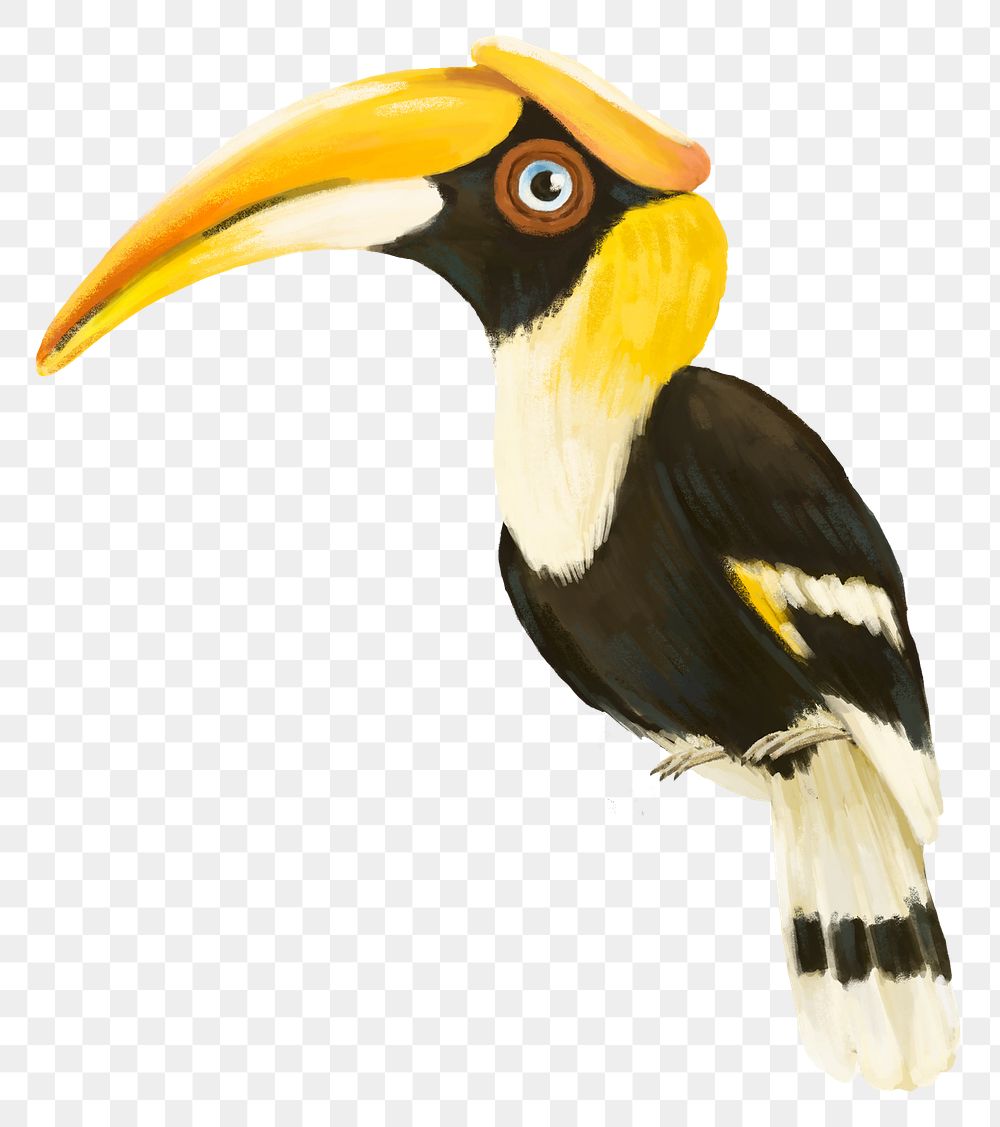 Hornbill bird png sticker, cute animal illustration, transparent background