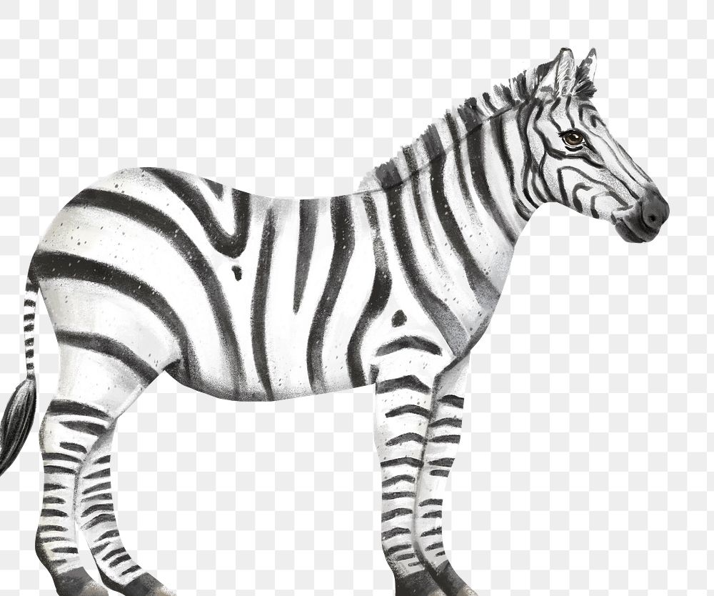 Zebra png sticker, cute animal illustration, transparent background