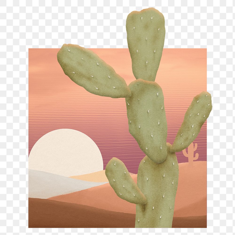 Cactus png sticker, transparent background
