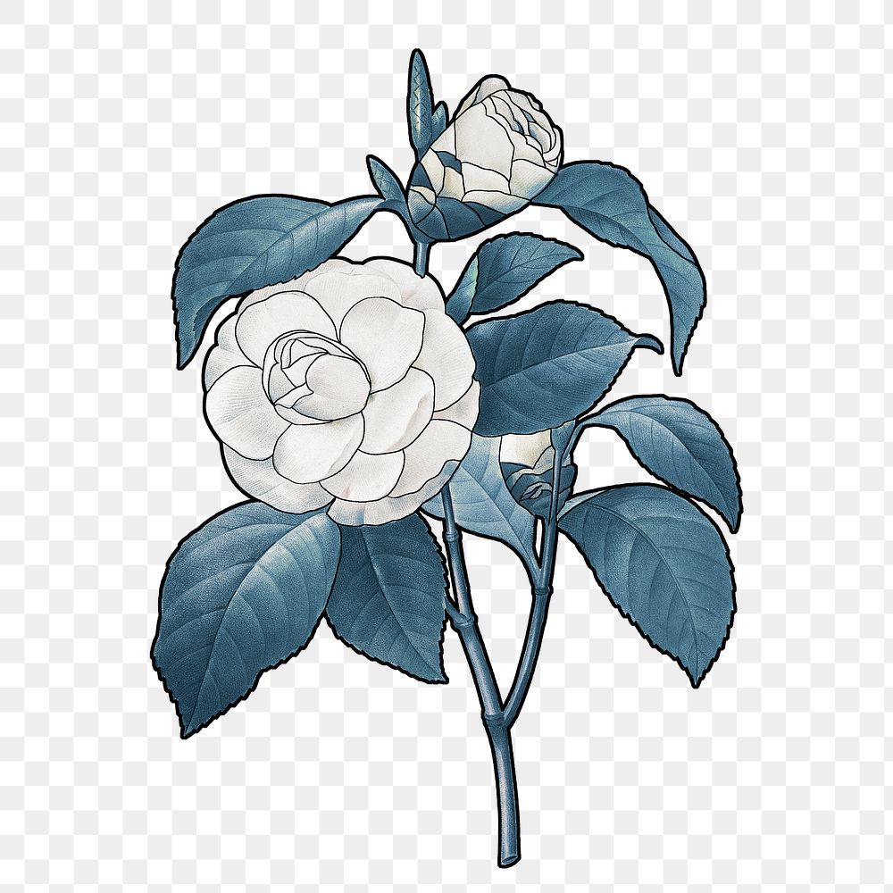 White camellia png flower sticker, transparent background, remixed by rawpixel