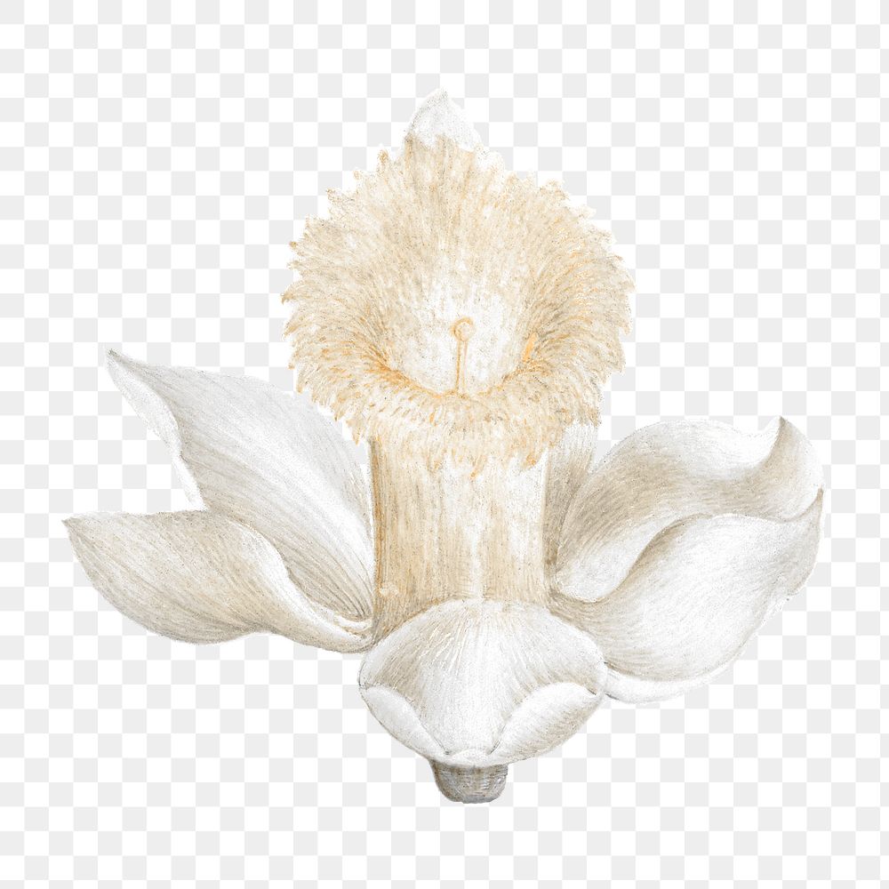 White daffodil png flower sticker, transparent background, remixed by rawpixel