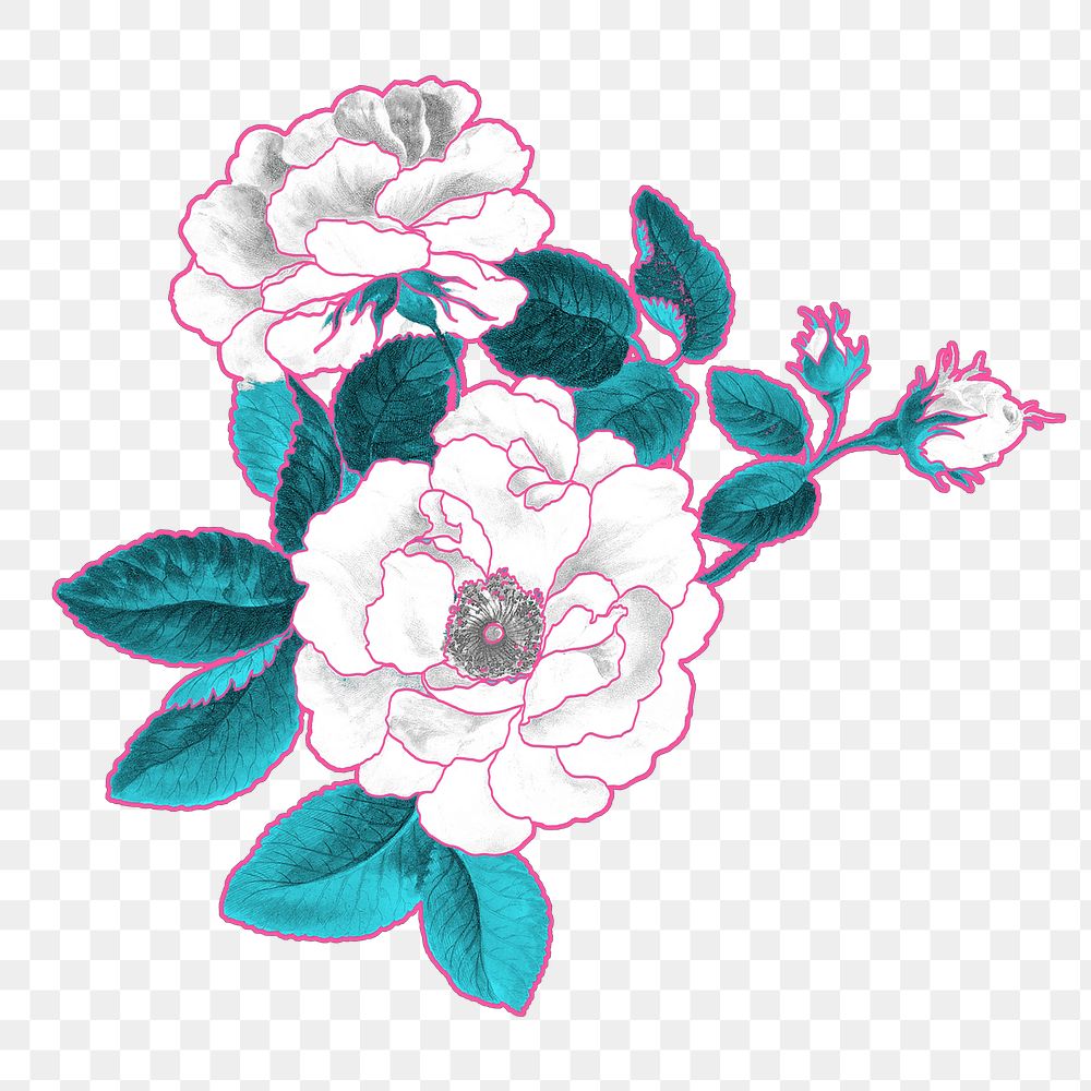 White rose png flower sticker, transparent background, remixed by rawpixel