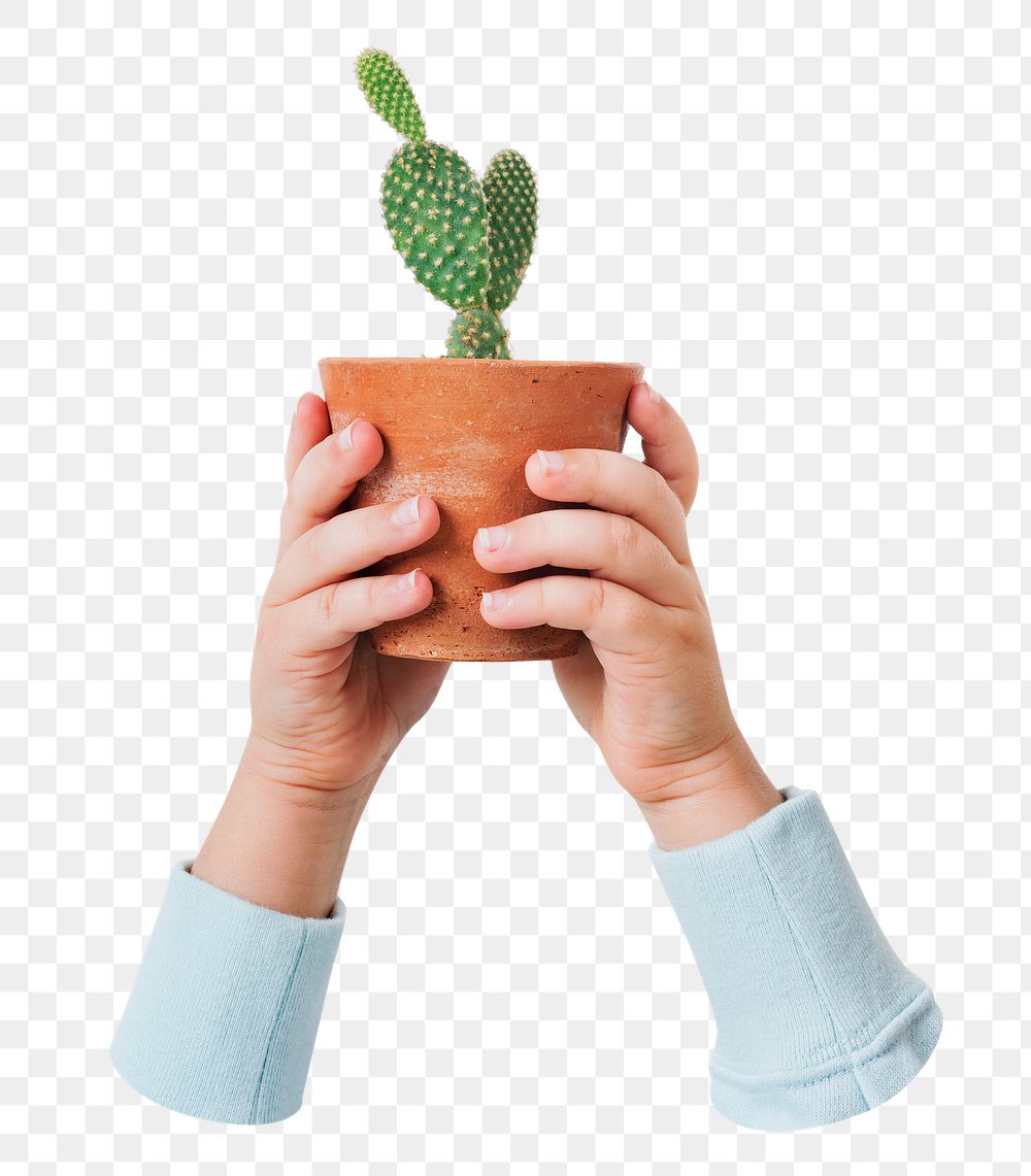 Cactus plant png sticker, transparent background 