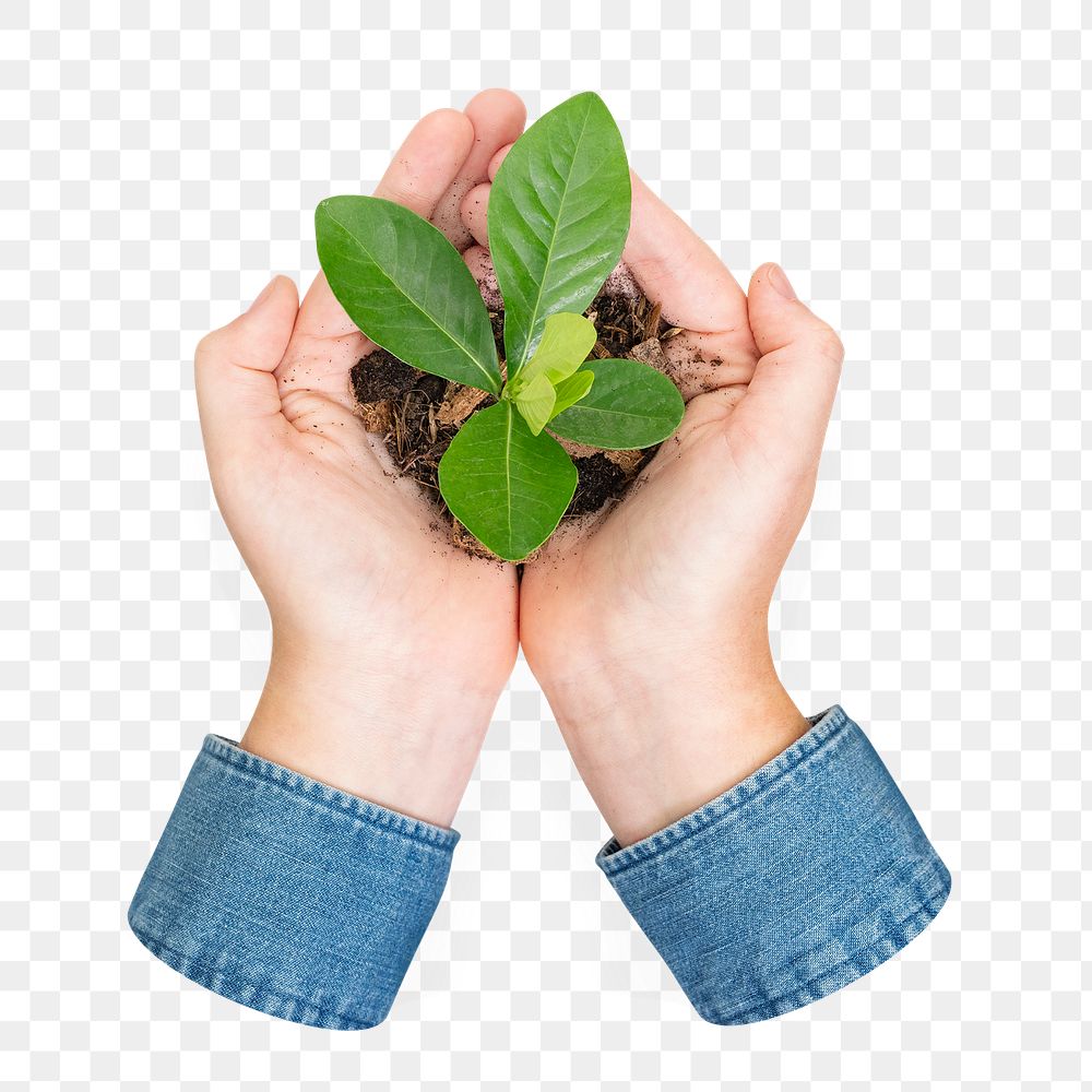 Holding plant png sticker, transparent background