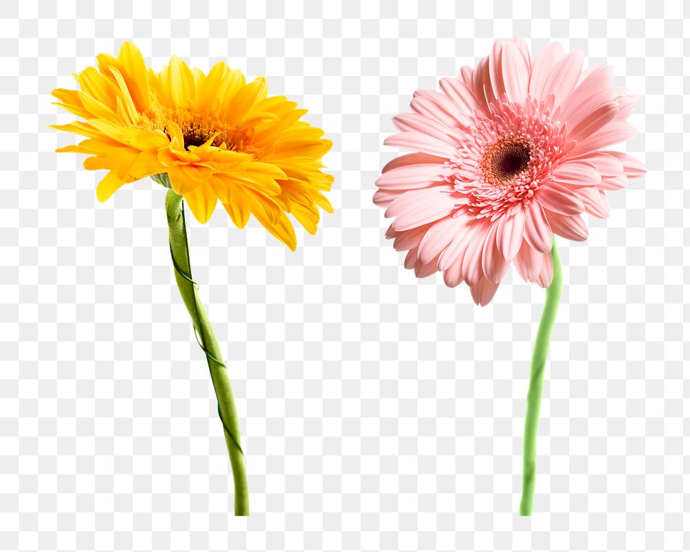 Colorful gerbera flowers png sticker, transparent background