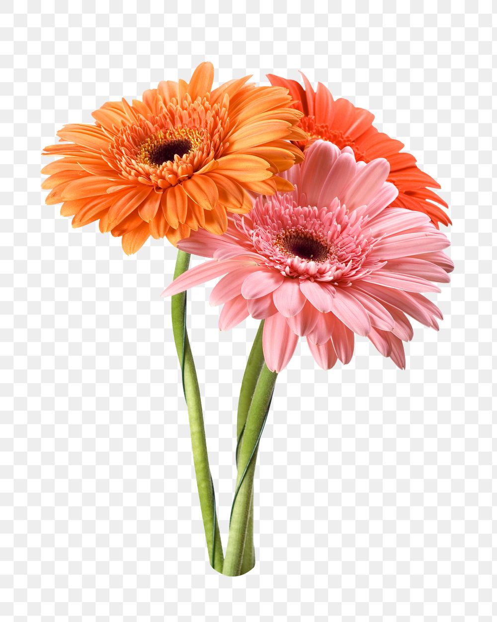 Transvaal daisy png sticker, transparent background