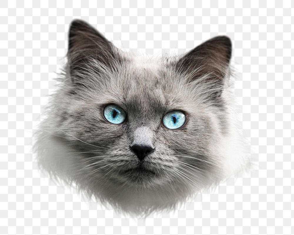 Ragdoll cat png sticker, transparent background 