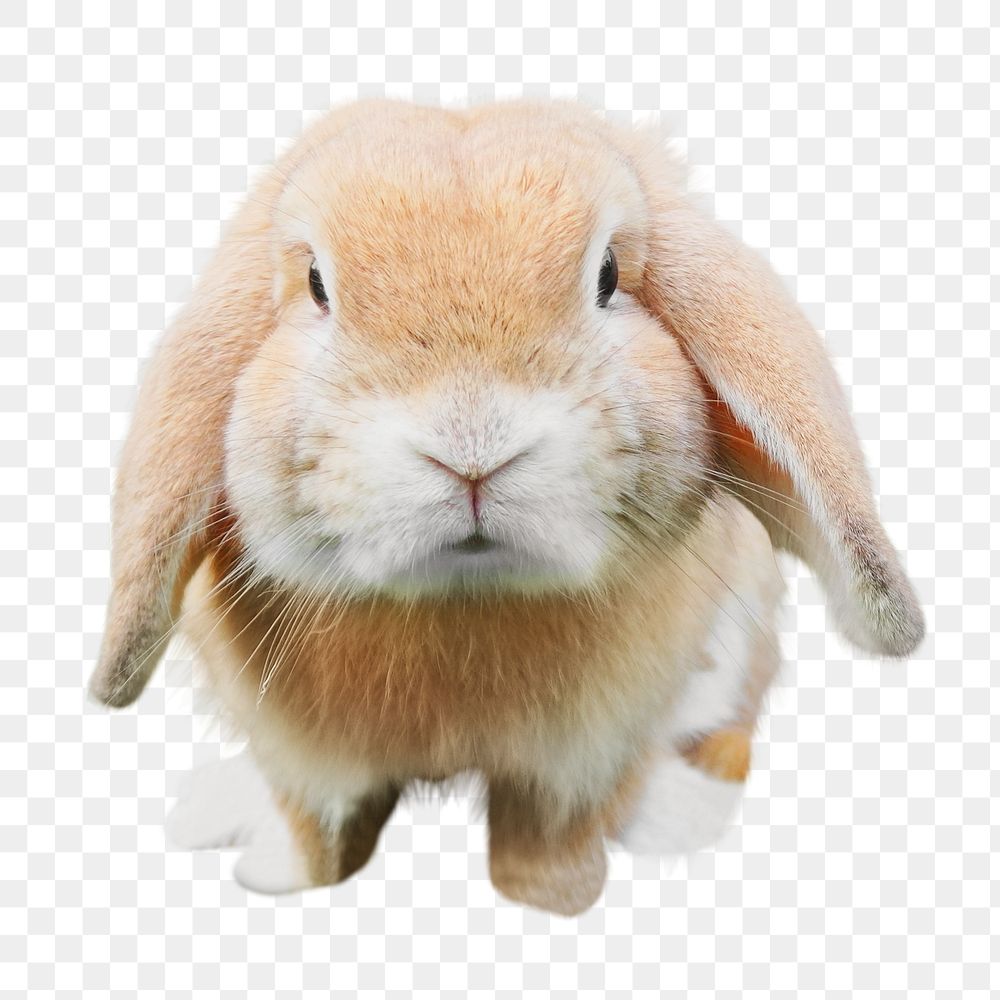 Holly lop bunny png sticker, transparent background 