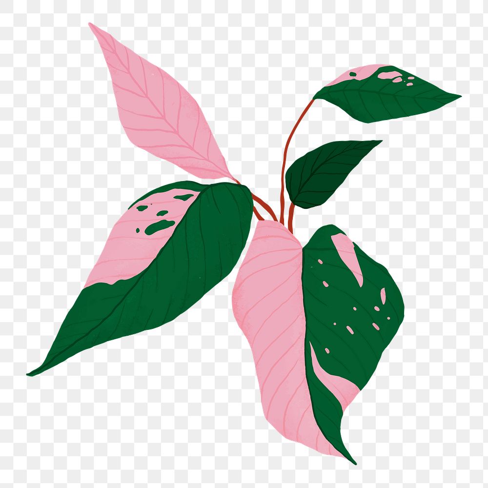 Png Pink Princess Philodendron sticker, transparent background