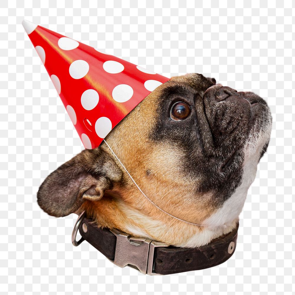 Birthday pug dog png sticker, transparent background