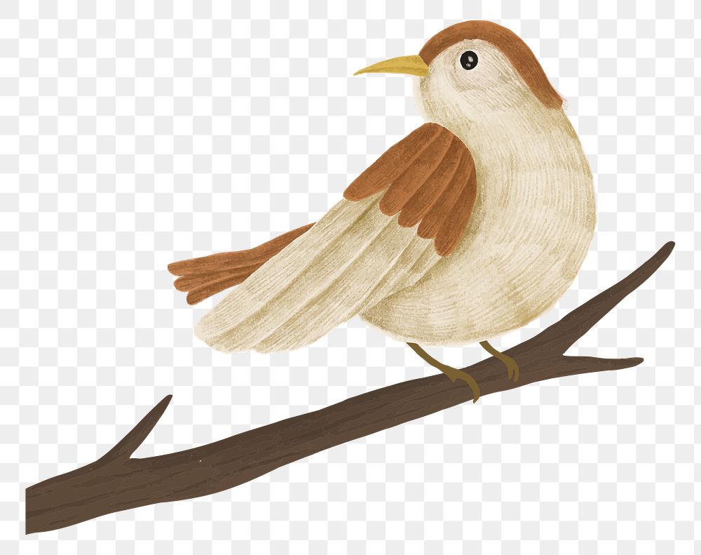 Little bird png sticker, animal illustration, transparent background