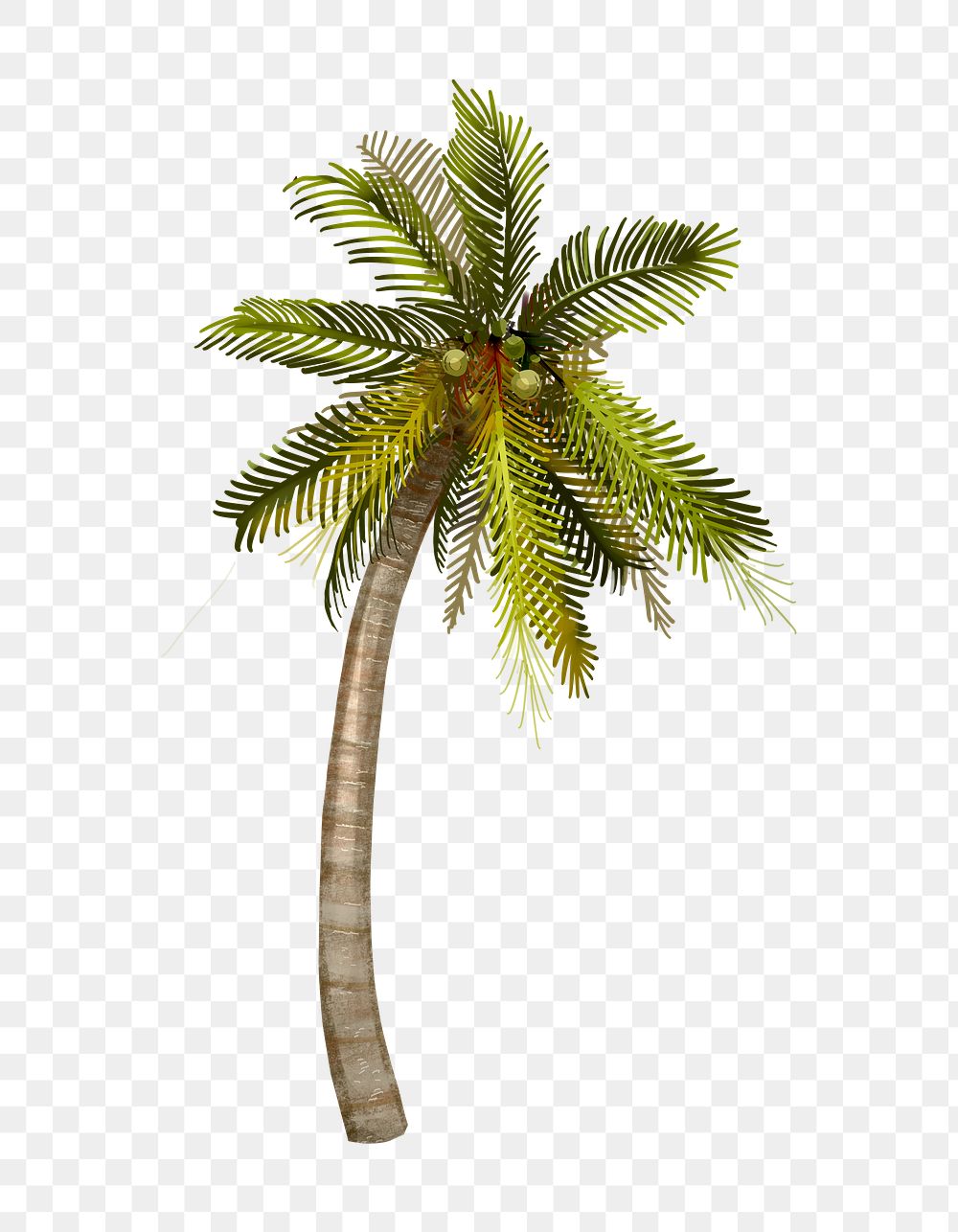 Tropical coconut tree png illustration sticker, transparent background