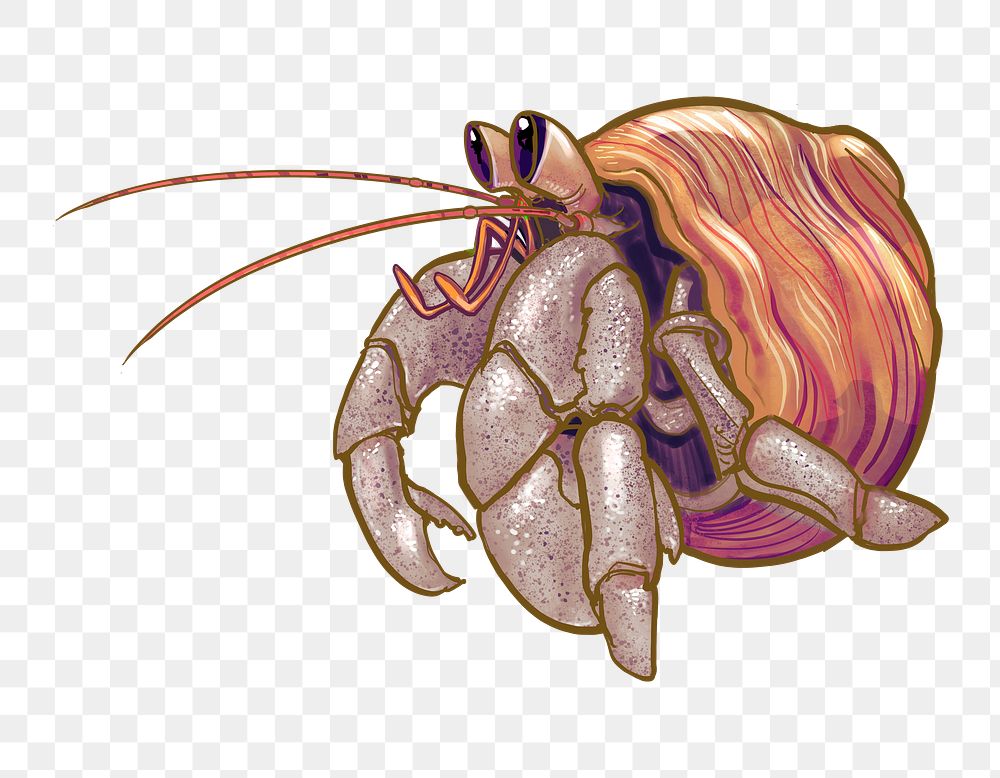 Hermit crab  png illustration sticker, transparent background
