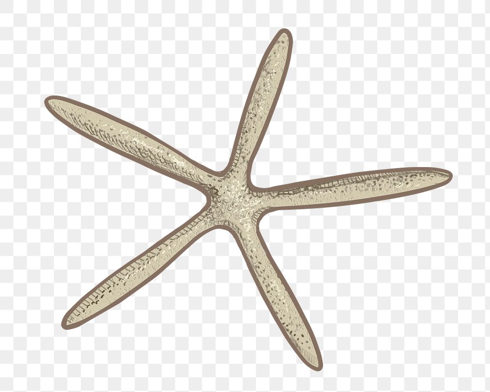 Starfish png illustration sticker, transparent background