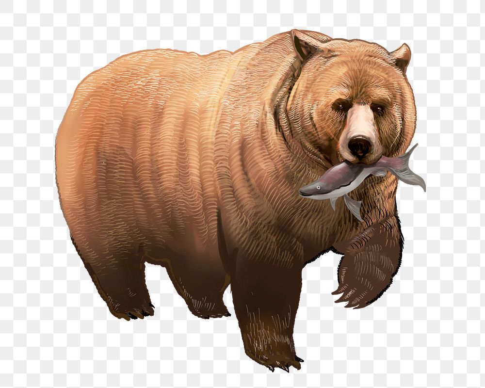 Grizzly bear  png illustration sticker, transparent background