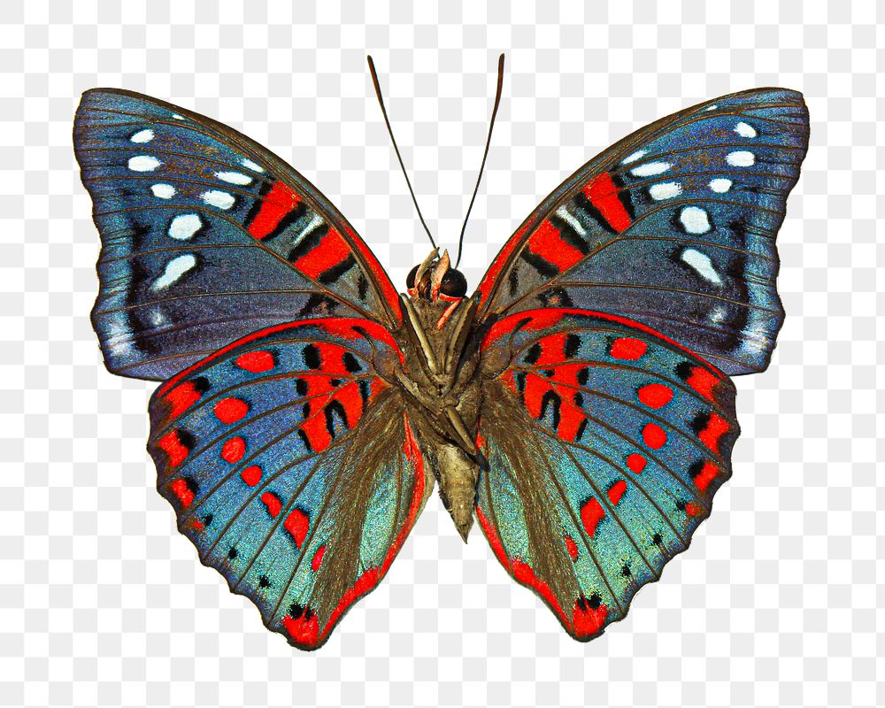 Butterfly png insect sticker, transparent background