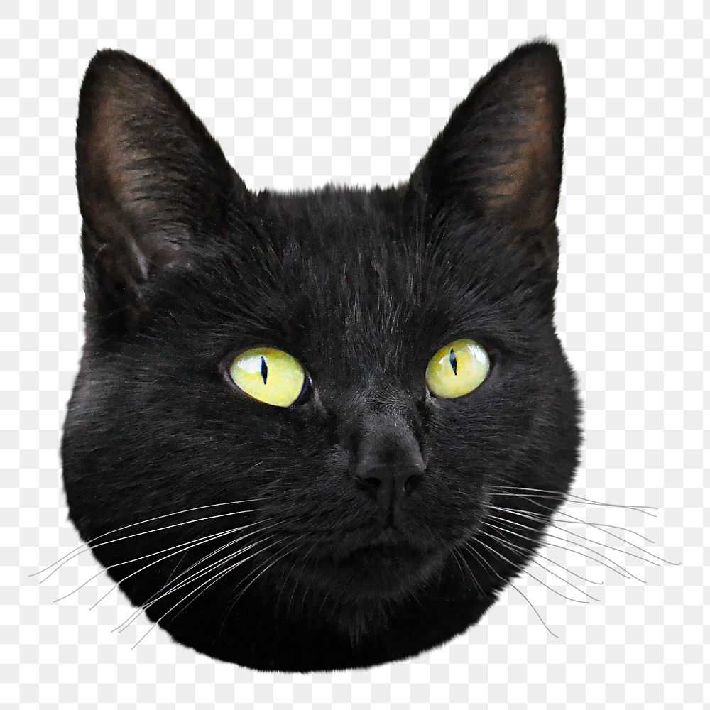 Black cat png sticker, transparent background