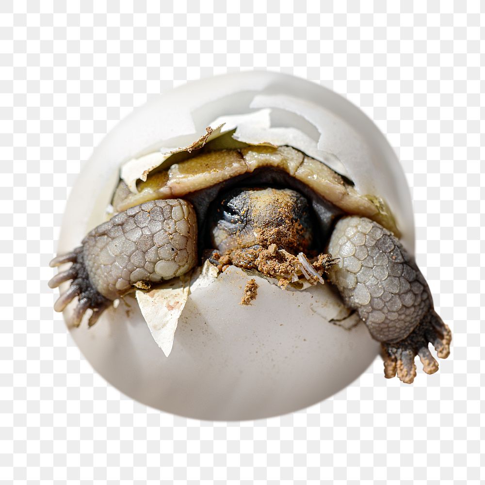 Turtle in egg png sticker, transparent background