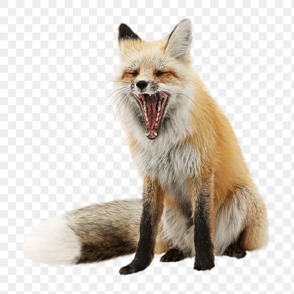 Fox yawning png sticker, transparent background