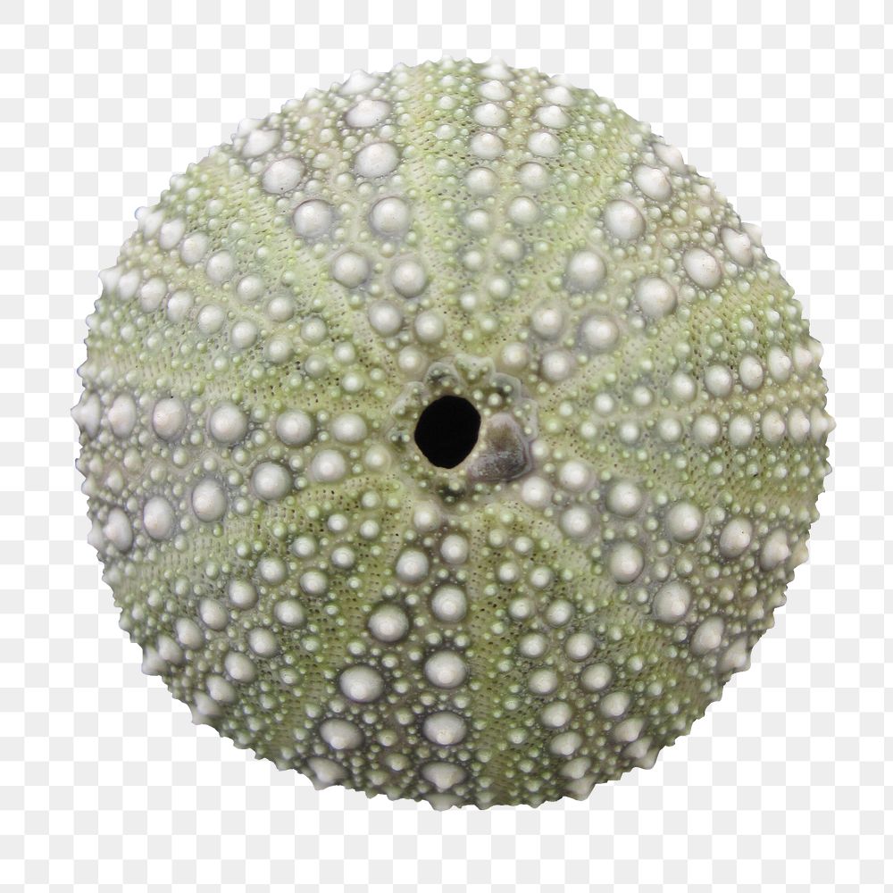 Sea urchin shell png sticker, transparent background