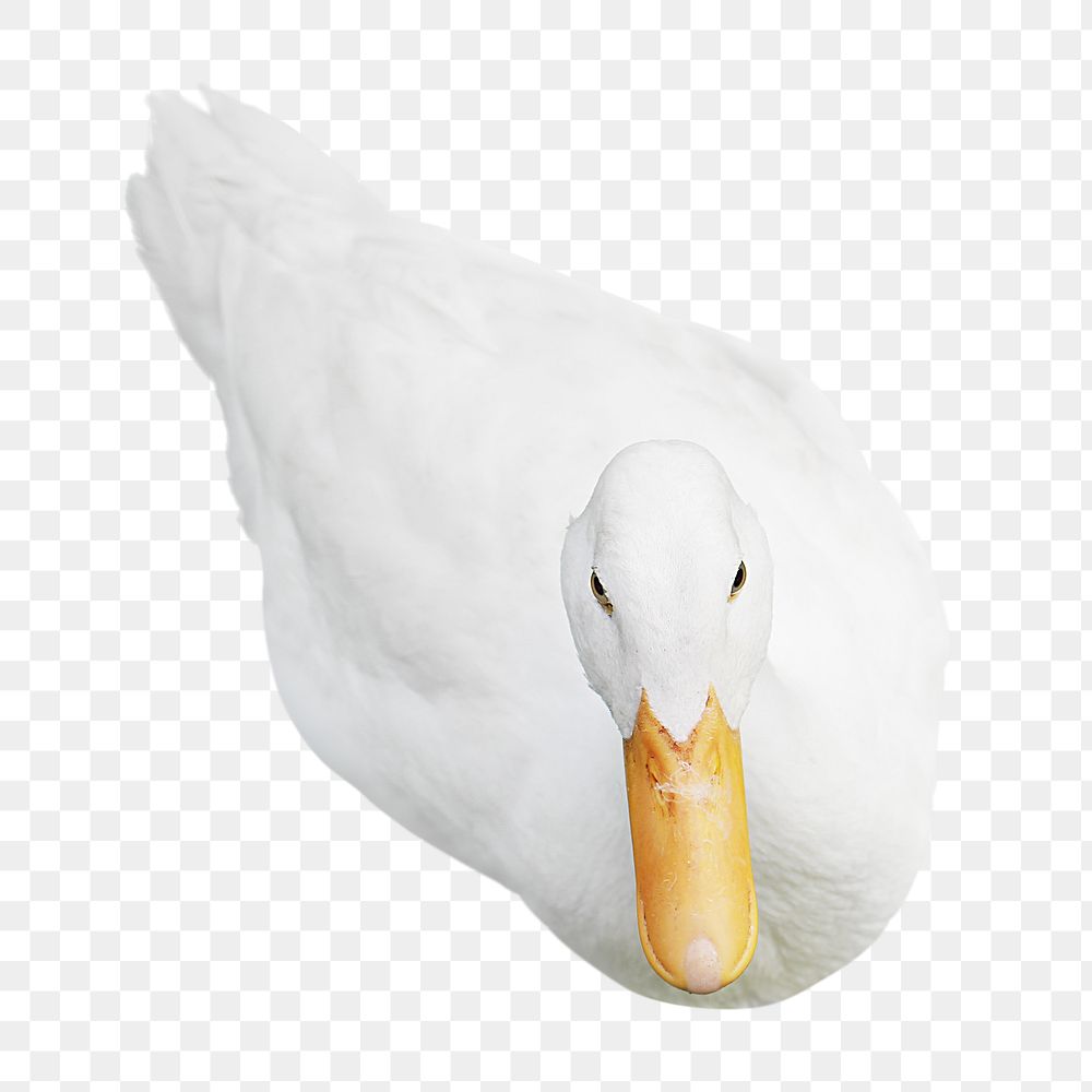 White duck  png sticker, transparent background