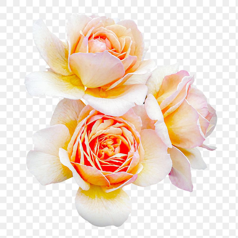 Rose png flower sticker, transparent background