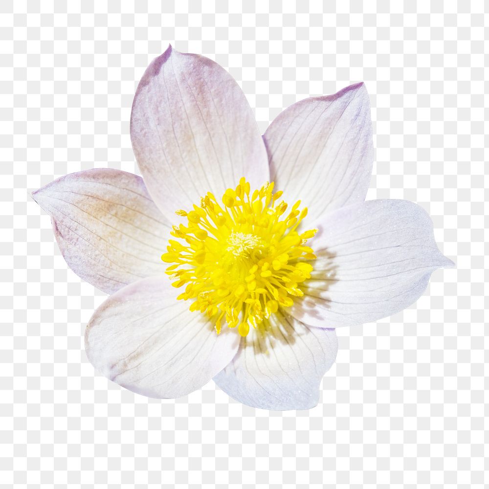 Pasqueflower png flower sticker, transparent background