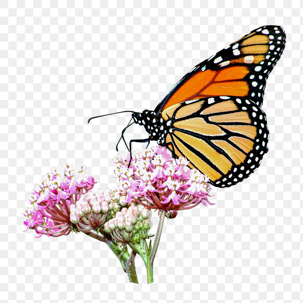 Butterfly & flower png sticker, transparent background