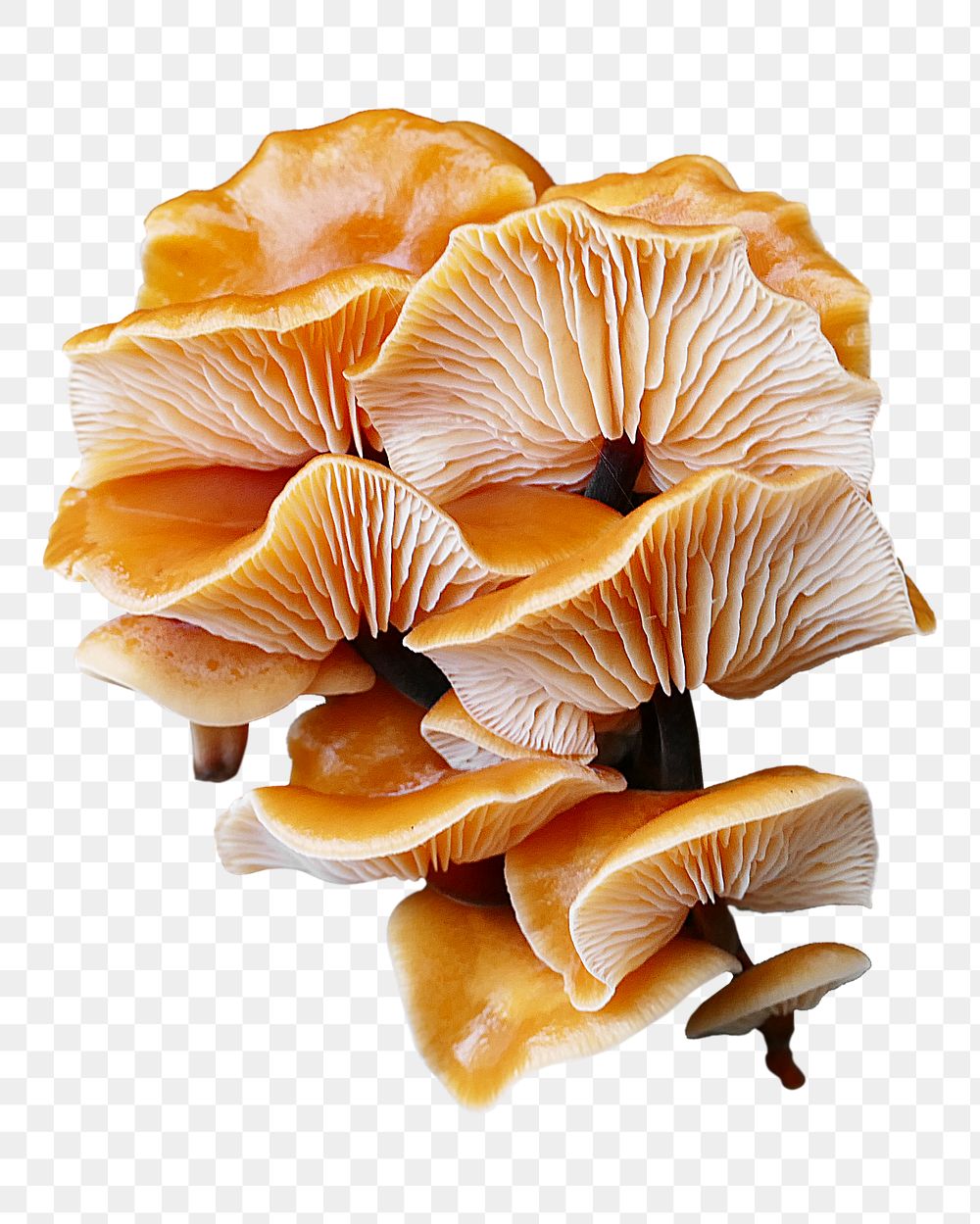 Enokitake mushrooms png sticker, transparent background