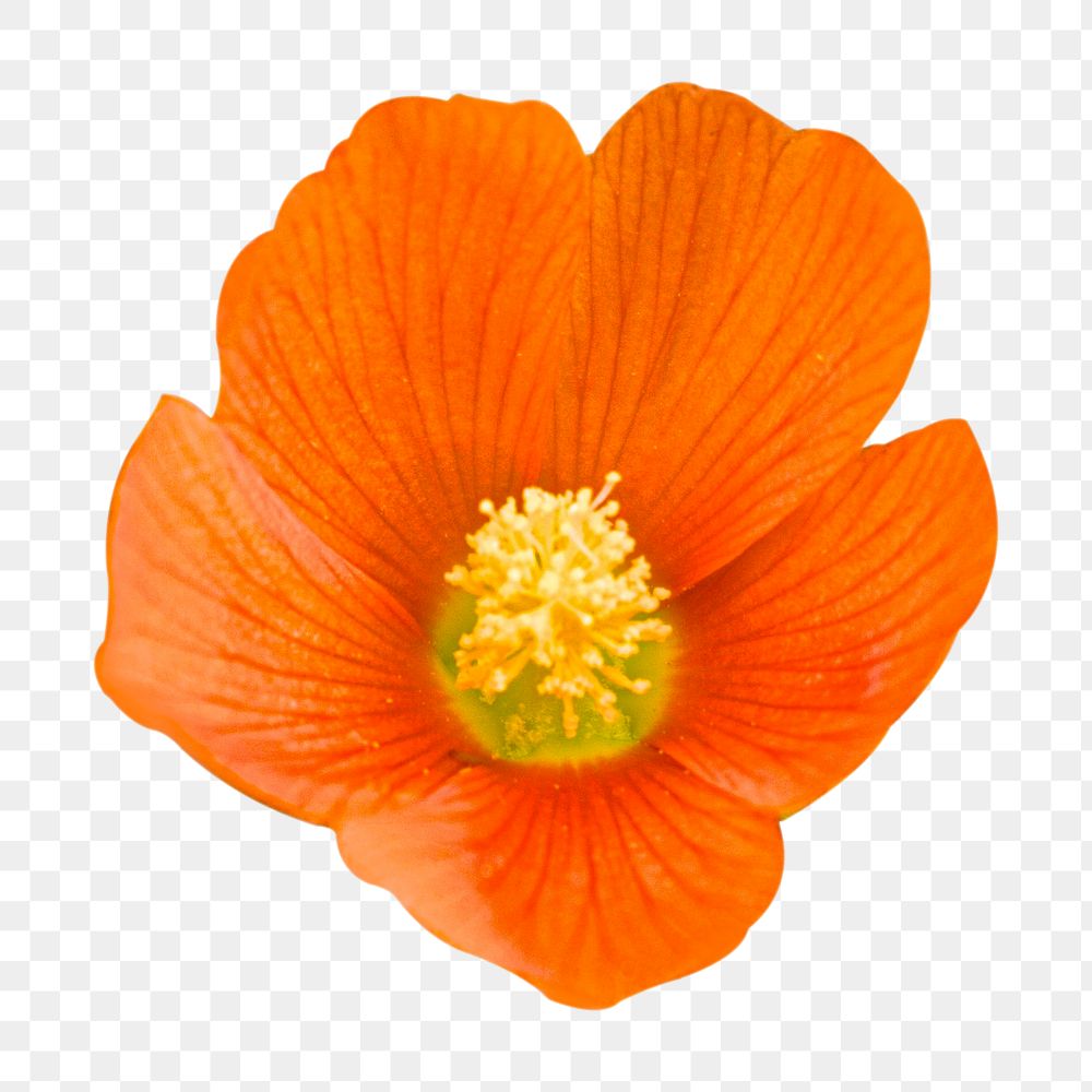 Orange poppy png flower sticker, transparent background