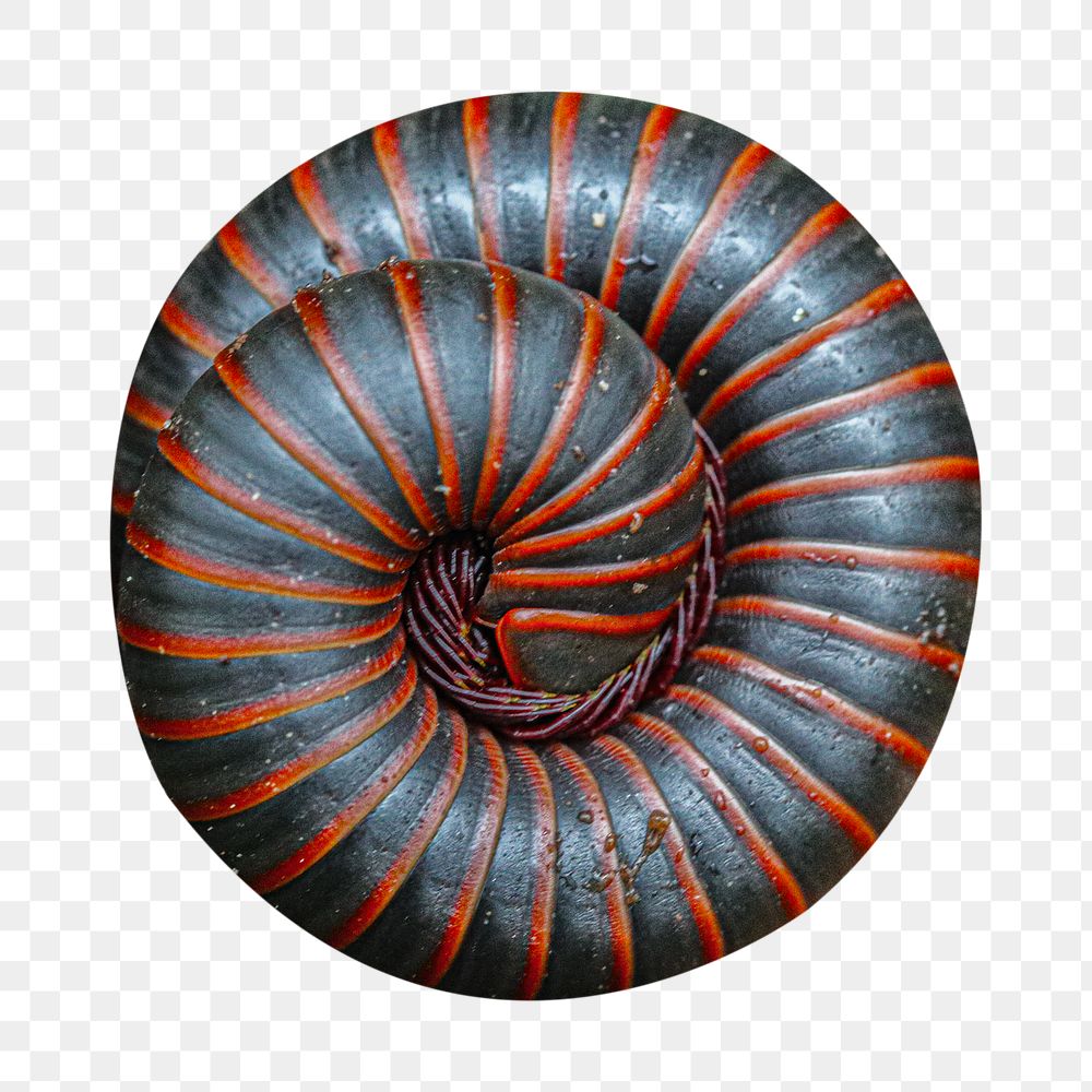 American giant millipede png sticker, transparent background