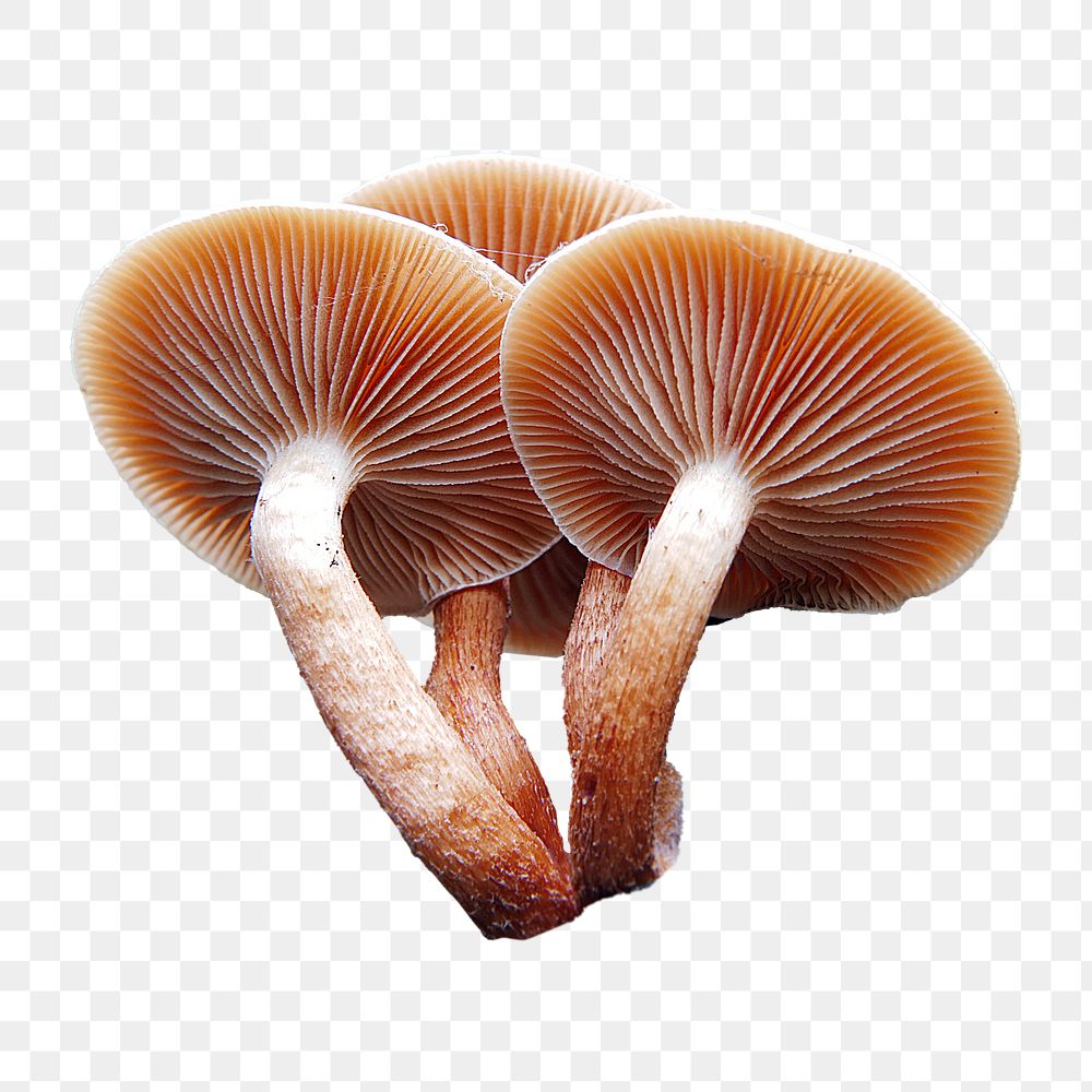 Sulphur tufts mushrooms png sticker, transparent background