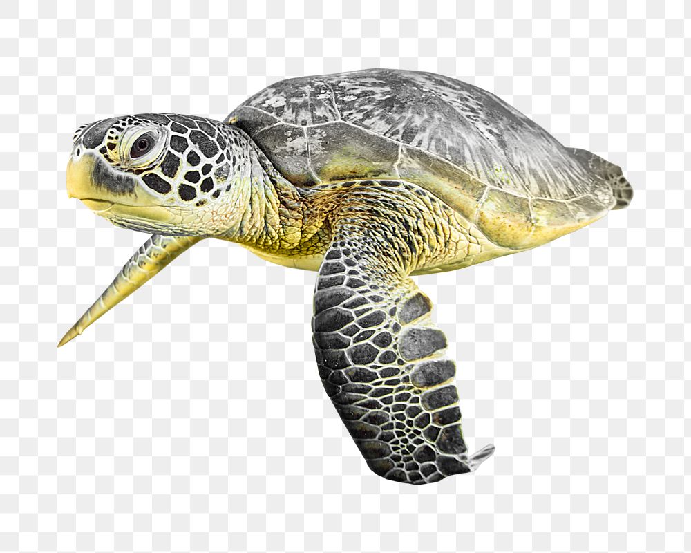 Green sea turtle png sticker, transparent background