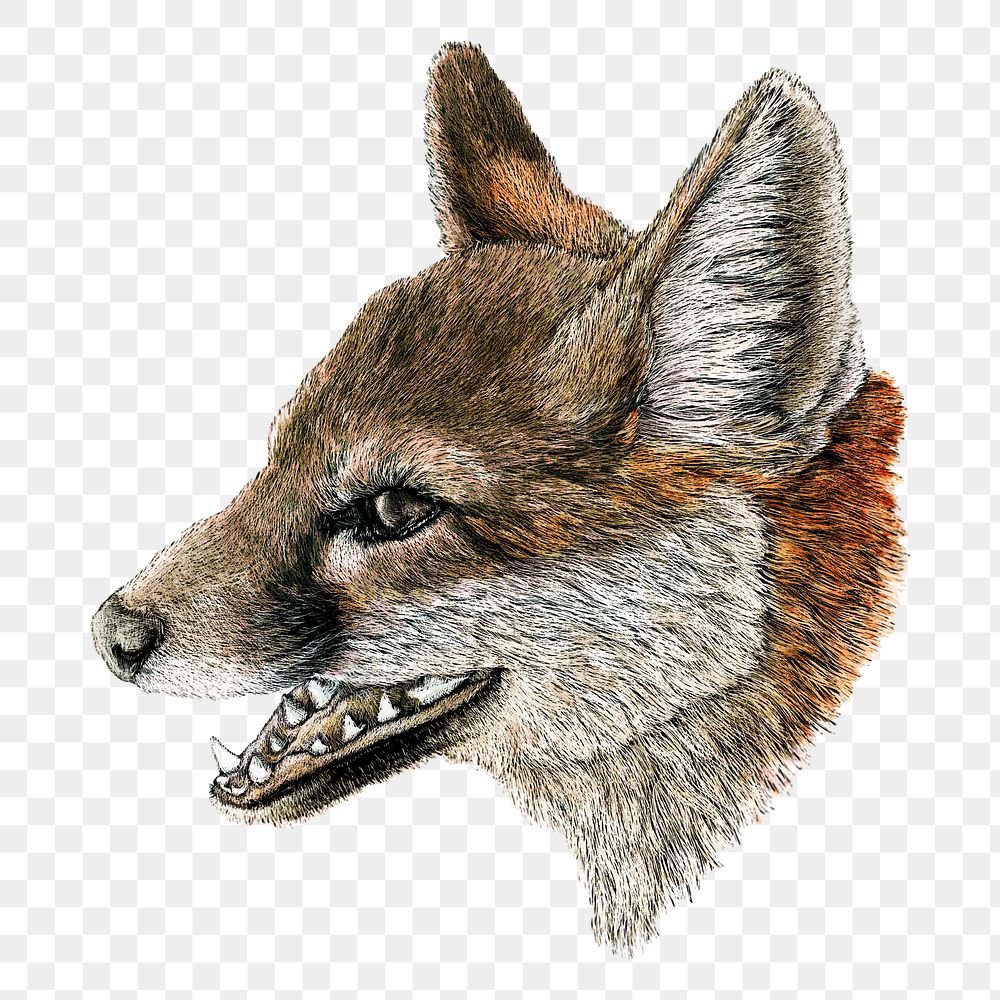Gray Fox png, transparent background