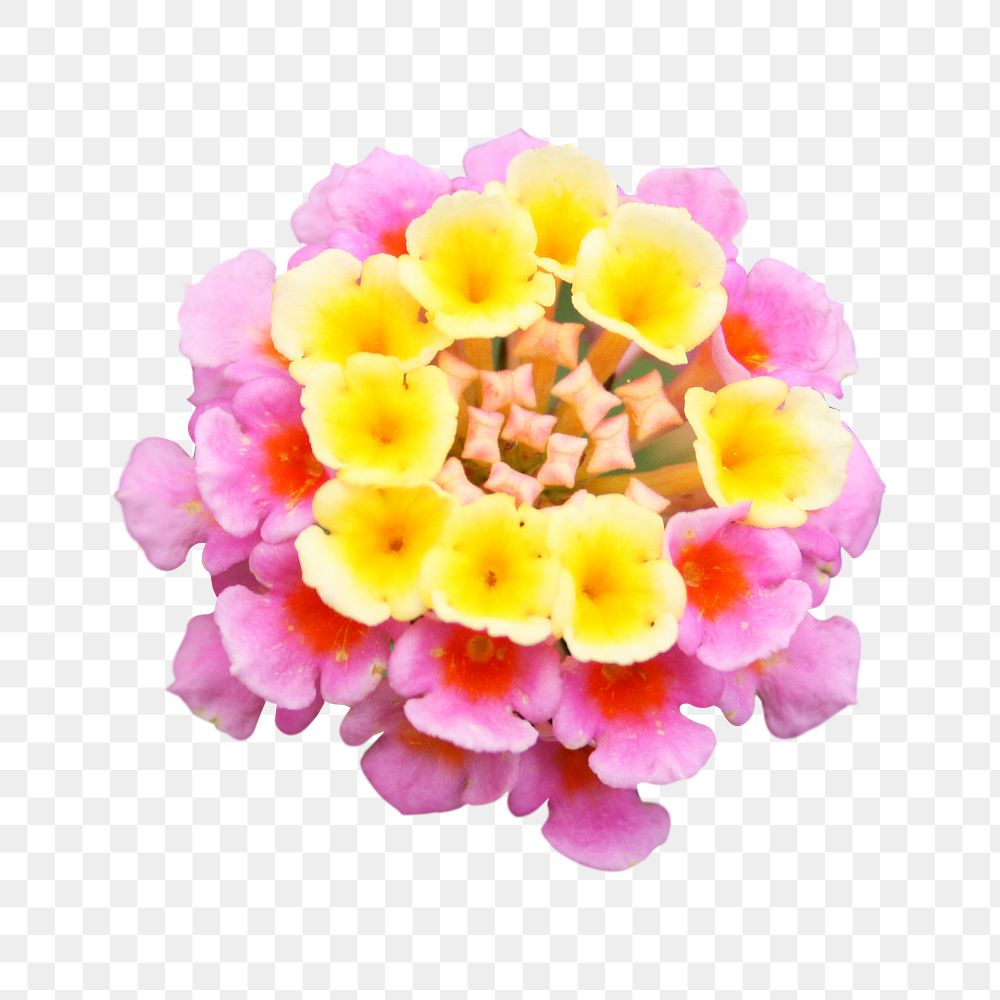Colorful Verbena flowers png sticker, transparent background