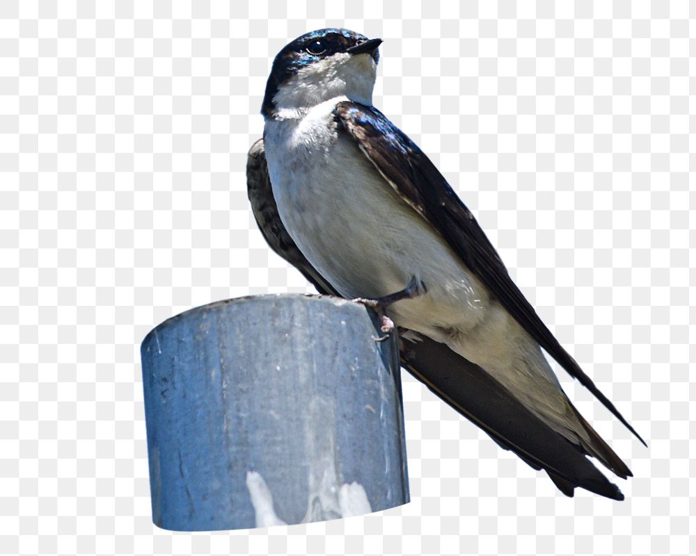Tree swallow bird png sticker, transparent background